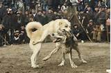 Images of Animal Styles Fighting