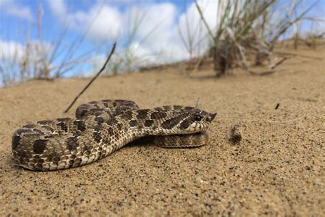 Do Camels Eat Snakes & Are They Poisonous To Them? Facts & FAQ | Pet Keen