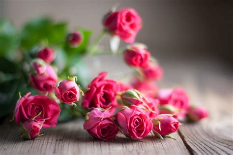Find over 100+ of the best free romantic images. Roses - Flowers Photo (35522652) - Fanpop