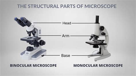 🏆 Compound Light Microscope Diagram And Functions Parts Of A