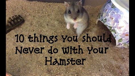 10 Things You Should Never Do With Your Hamster Youtube