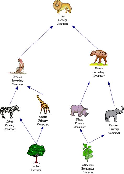 African Savanna Food Chain Diagram
