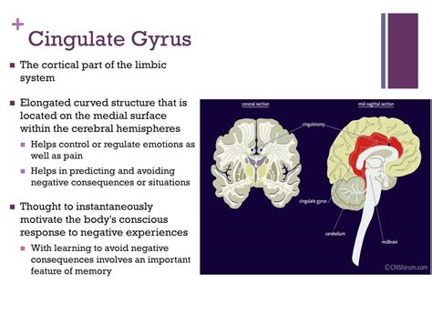 PPT - The Brain PowerPoint Presentation, free download ...