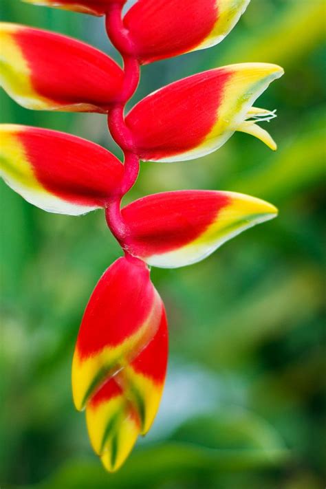 Here at tropical flowers and bouquets of hawaii, we grow our own flowers that we send out anywhere in the united states as gift boxes. Lobster Claw Heliconia | Heliconias, Flores, Dibujos de flores