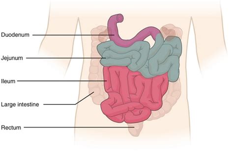 This is the largest part of the digestive system. Small Intestine: Pathology & Structure (Duodenum, Jejunum, Ileum)