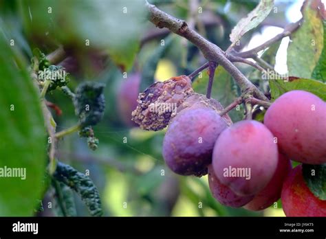 Canker Fruit Tree High Resolution Stock Photography And