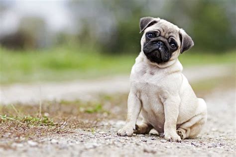 How Much Do Pugs Cost Pug Prices Explained Marvelous Dogs Vlrengbr