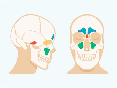 Sinus Cavities In The Head Anatomy Diagram And Pictures