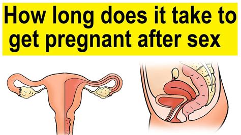 How Long Does It Take To Get Pregnant After Sex How Long Does It Take To Get Pregnant Youtube