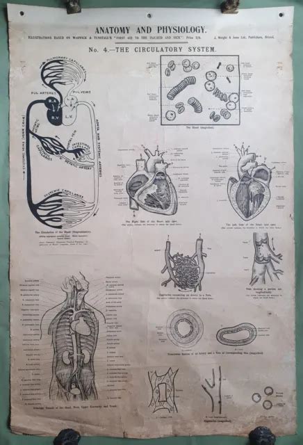 Large Vintage Medical Poster Chart Anatomy Physiology Wright And Sons