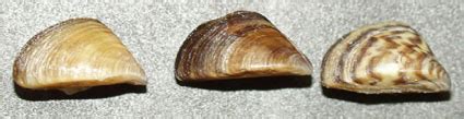 Southeastern Outdoors - Zebra Mussels
