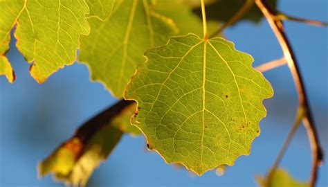 This week, a team of researchers from sweden, belgium, england, italy, norway and south korea publish the genomes of two species of aspen trees, a project that has taken close to ten years to complete and that proved to be. Facts on Aspen Trees | Sciencing