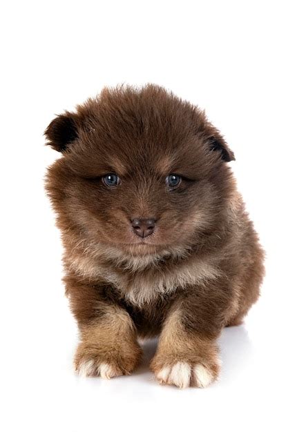 Premium Photo Puppy Finnish Lapphund In Studio
