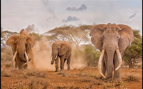 Celebrating Africas Elephants Africa Geographic