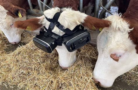 Vr Headsets Used To Help Cows Relax And Produce More Milk Vr Source