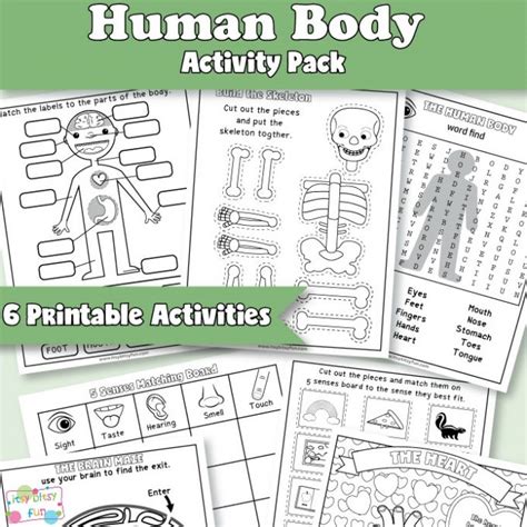 Human Body Worksheets Itsy Bitsy Fun