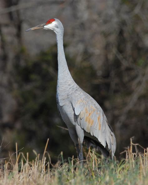 Sandhill Cranes A Winter Spectacle In Southeast Tennessee