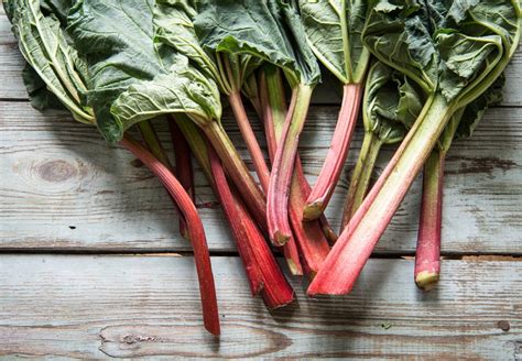 Covered in snow, most plants have gone to sleep that the chickens typically love to munch on. Is Rhubarb Poisonous To Chickens? (Will it Make Them Sick ...