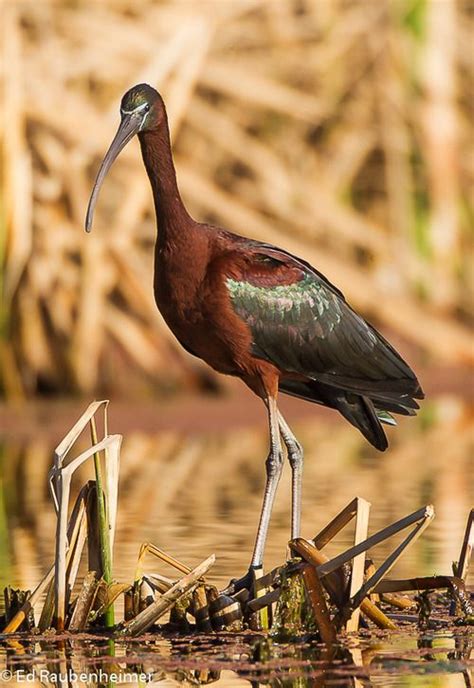 The Glossy Ibis Plegadis Falcinellus Is A Wading Bird In The Ibis