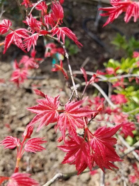 Beni Maiko spring color Japanese maple Acer, Japanese Maple, Spring