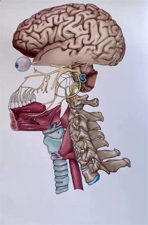 Oren Gottfried Md On Twitter Best Neuroanatomy Illustrations Comes