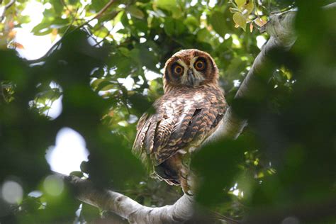 Solomon Islands Birding Tours Birdwatching Tours Birdquest