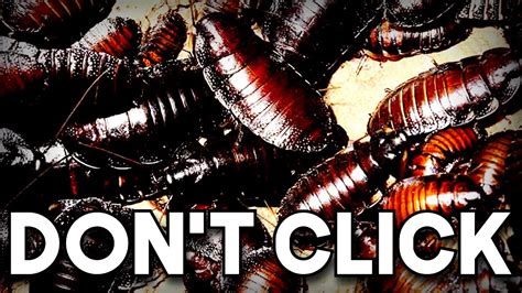 if you fear cockroaches don t watch the roach apartment youtube
