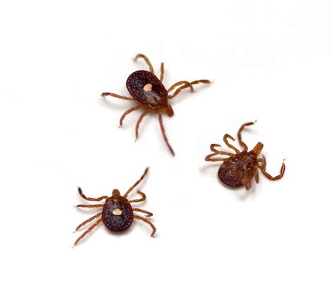 Lone Star Tick Bite Causing Deadly Allergy To Meat Daily Health Alerts