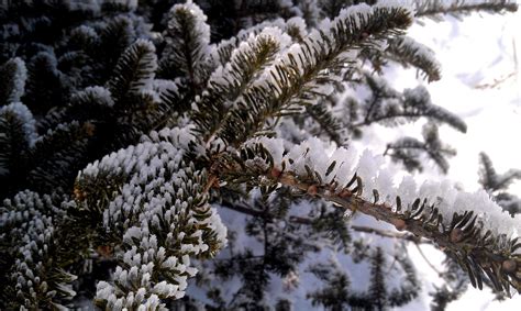 fotos gratis árbol naturaleza bosque al aire libre rama ligero planta escarcha hielo