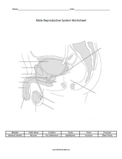 Blank Male Reproductive System Diagram Hanenhuusholli
