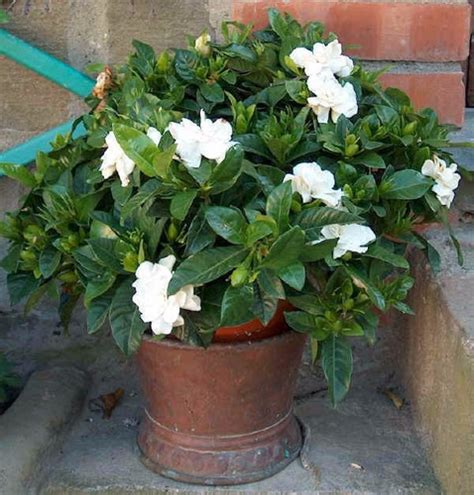 Bianco, fiori molto profumati altezza pianta adulta: Gardenia - Jasmim Do Cabo - Sementes Flor Perfumada P ...