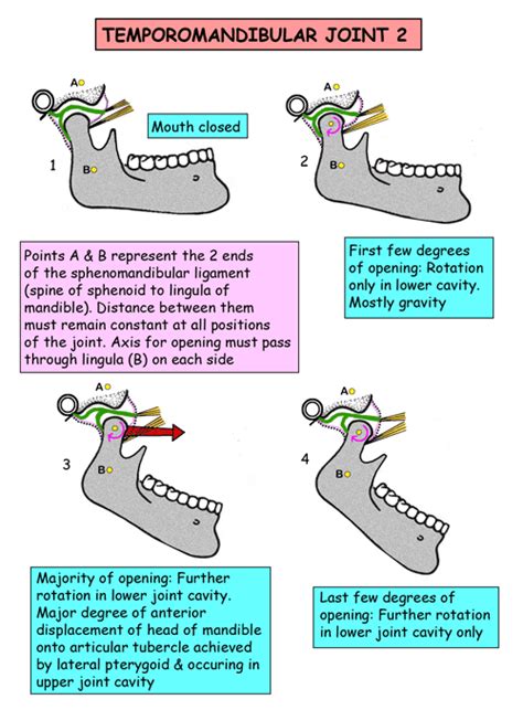 Instant Anatomy Head And Neck Joints Temporomandibular Joint 2