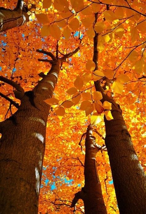 What Delightful Autumn Color Are You Fall Colors Beautiful Tree
