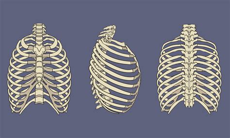 Human Rib Cage Skeletal Anatomy Pack 1166078 Vector Art At Vecteezy