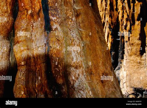 Close Up Detail Of Giant Sequoia Tree Sequoiadendron Giganteum Bark