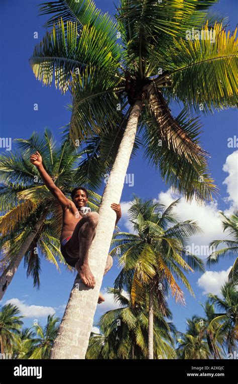 Climbing Coconut Tree Hi Res Stock Photography And Images Alamy