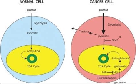 The study of cells is called cell biology, cellular biology, or cytology. Metabolic remodeling of cancer cells Schematic highlights ...