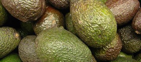 Top 15 Healthy Carb, Protein, and Fat Rich Foods