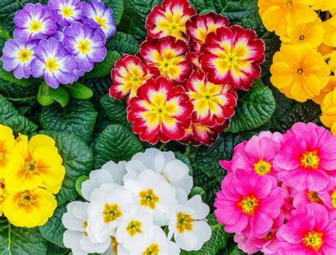 Primulas Guide How To Grow And Care For “primroses”