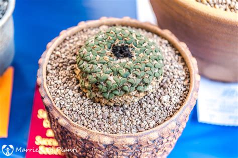 Cactus and succulent journal features articles about cacti and other succulent plants and is meant for professionals and hobbyists alike. 2017 San Diego Cactus and Succulent Society Winter Show ...