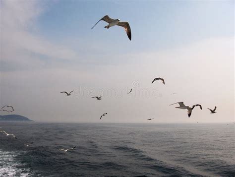 Seagulls Flying Over The Sea Stock Photo Image Of Flock Turkey