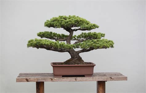 13 Types Of Bonsai Trees By Style And Shape Plus Pictures
