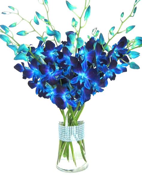 If a blue dye is injected into the flower stem of a white phalaenopsis. Amazon.com : Just Orchids - Fresh Blue Dendrobium Orchids ...