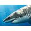 Shark Sightings Spark Warnings  Times Age