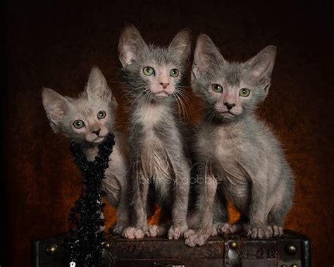 All sales are final after 7 days. Meet the Lykoi, Better Known as the Werewolf Cat - Catster