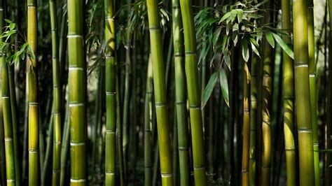 Bamboo Forest 4k Wallpaper