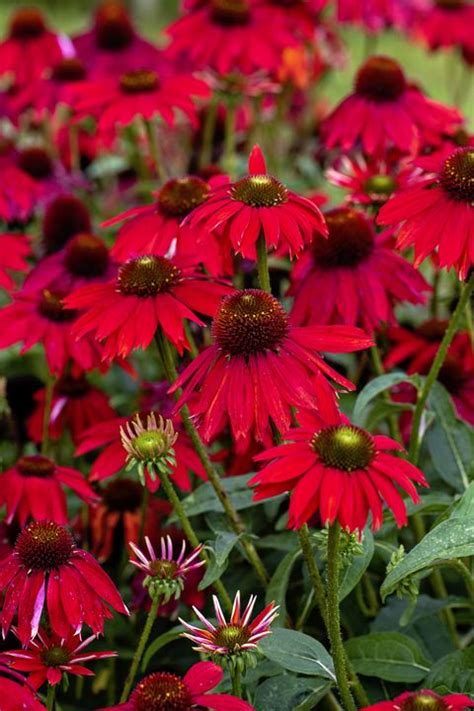 Lighting requirements range from full sun to shade and may affect blooming ability. 10 Best Full-Sun Perennials - Plants That Add Color to ...