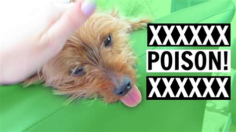 My Dog Is Poisoned Weekly Vlog 10 Youtube