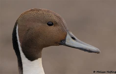 A Study On Northern Pintails