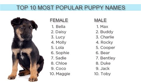 Most Popular Puppy Names of 2012